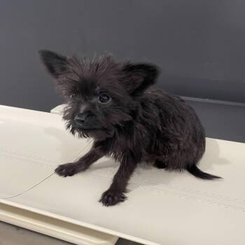 Yorkshire Terrier and Chihuahua Dogs Available for Adoption in Livingston, Texas - Zorro | PetCurious