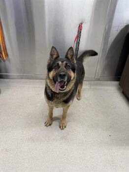 SLOAN -  German Shepherd Dog Dog for Adoption in Fairbanks, Alaska - SLOAN | PetCurious