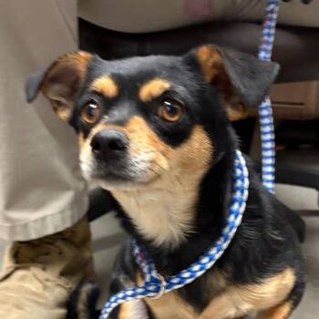Chihuahua Dogs Available for Adoption in Yuma, Arizona - Bo Peep | PetCurious