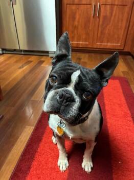Boston Terrier Dogs Available for Adoption in Galena, Ohio - George | PetCurious