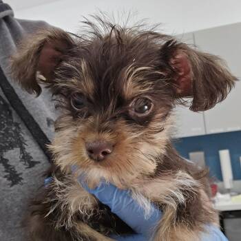 Yorkshire Terrier and Shih Tzu Dogs Available for Adoption - Legend | PetCurious