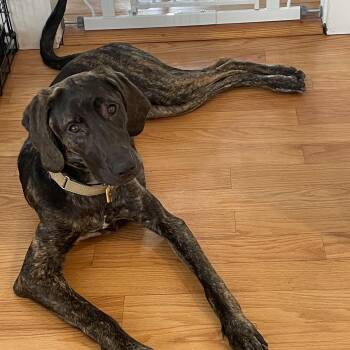 Labrador Retriever and Hound Dogs Available for Adoption in Andover, Massachusetts - Mocha Josie Juniper - Local Dog | PetCurious
