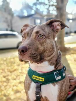 Pit Bull Terrier Dogs Available for Adoption - LINDY | PetCurious