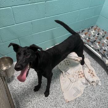 Rescue Mixed Breed Dogs for Adoption in Port Charlotte, Florida - Sprinkles | PetCurious
