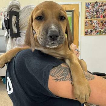 Mixed Breed Dogs Available for Adoption in Titusville, Florida - Flicker | PetCurious