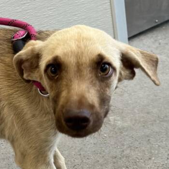 110909 -  Mixed Breed Dog for Adoption in Las Cruces, New Mexico - 110909 | PetCurious