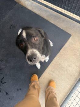 Tom -  Australian Shepherd Dog for Adoption in Rowlett, Texas - Tom | PetCurious