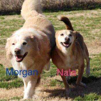 Rescue Mixed Breed Dogs for Adoption in Tunica, Mississippi - Morgan Bonded With Nala | PetCurious