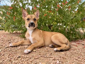 Lexi -  Terrier Dog for Adoption in Helotes, Texas - Lexi | PetCurious