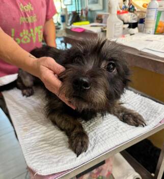 Skrump (NOT YET AVAILABLE) -  Schnauzer and Pug Dog for Adoption in Benton, Louisiana - Skrump (NOT YET AVAILABLE) | PetCurious