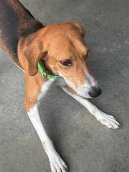 Mixed Breed Dogs Available for Adoption - Mcgyver | PetCurious