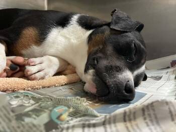 Labrador Retriever Dogs Available for Adoption in Parma, Ohio - Riblet | PetCurious