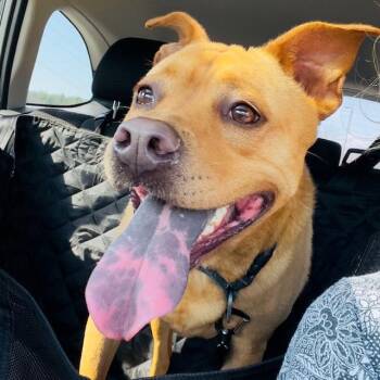 Mixed Breed Dogs Available for Adoption in Blairsville, Georgia - Peanut Butter | PetCurious