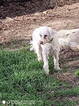 Poodle Dogs Available for Adoption - Oodle | PetCurious
