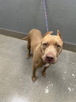 PRINCESSE -  Pit Bull Terrier Dog for Adoption in Las Vegas, Nevada - PRINCESSE | PetCurious