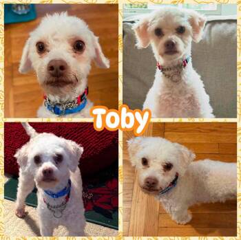Toby -  Maltipoo Dog for Adoption in Ringwood, New Jersey - Toby | PetCurious