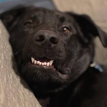 Nigel -  Mixed Breed Dog for Adoption in Saskatoon, Saskatchewan - Nigel | PetCurious