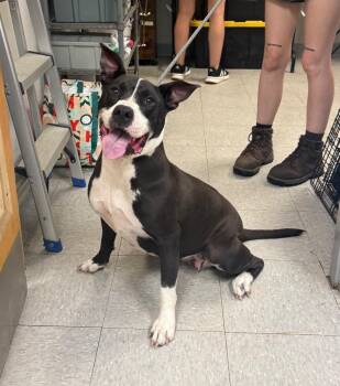 Izzie -  Staffordshire Bull Terrier Dog for Adoption in Sorrento, Louisiana - Izzie | PetCurious