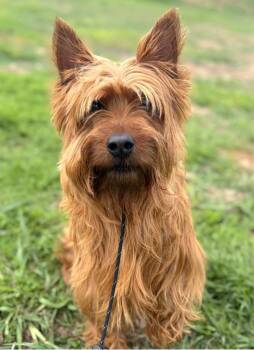 Australian Terrier Dogs Available for Adoption in St. Augustine, Florida - Boomer Aka Boomerang | PetCurious