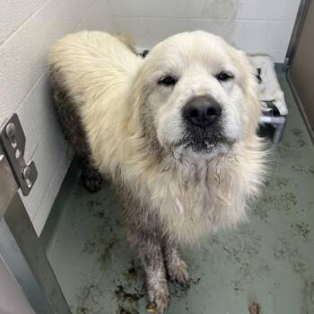 Great Pyrenees Dogs Available for Adoption - SVAS-Stray-38107 | PetCurious