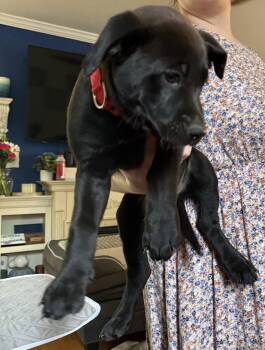 Labrador Retriever Dogs Available for Adoption in Garner, North Carolina - Feta | PetCurious