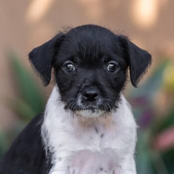 Rescue Wirehaired Terrier and Jack Russell Terrier Dogs for Adoption in San Diego, California - Etsy Pup - Decor | PetCurious