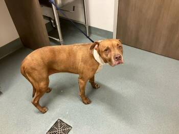 Pit Bull Terrier Dogs Available for Adoption in Baytown, Texas - PRINCESS | PetCurious