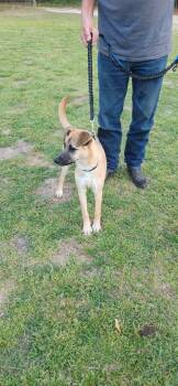 Rescue German Shepherd Dog Dogs for Adoption in Hillsborough Township, New Jersey - Munchee AKA Alice | PetCurious
