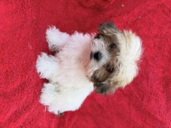 Rescue Shih Tzu Dogs for Adoption in Moreno Valley, California - Mathew | PetCurious
