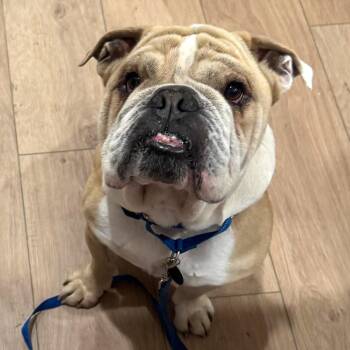 English Bulldog Dogs Available for Adoption - Toby | PetCurious