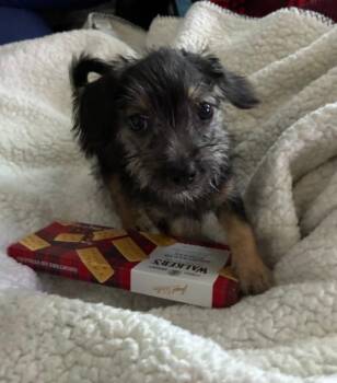 Atlas -  Yorkshire Terrier Dog for Adoption in Lancaster, California - Atlas | PetCurious