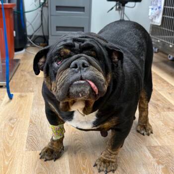 English Bulldog Dogs Available for Adoption in Sinking Spring, Pennsylvania - Aretha | PetCurious