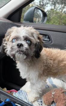 Shih Tzu Dogs Available for Adoption - Bingo | PetCurious