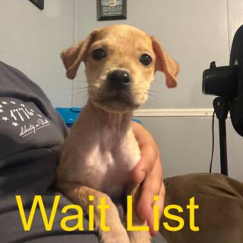 Buddy -  Mixed Breed Dog for Adoption in Livingston, Texas - Buddy | PetCurious