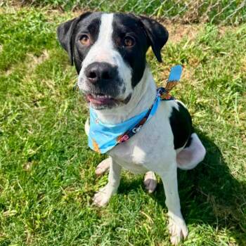 Steven -  American Staffordshire Terrier Dog for Adoption in Pittsburgh, Pennsylvania - Steven | PetCurious
