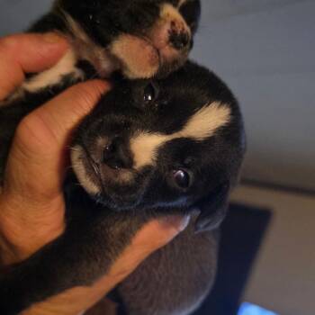 Munchkin/ girl 4 -  Chihuahua Dog for Adoption in Goltry, Oklahoma - Munchkin/ Girl 4 | PetCurious