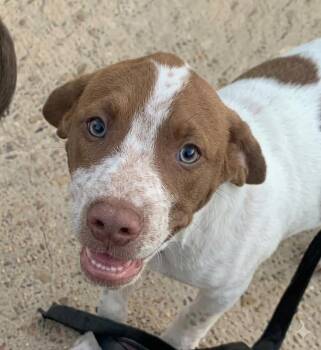 Cory -  Mixed Breed Dog for Adoption in Taycheedah, Wisconsin - Cory | PetCurious