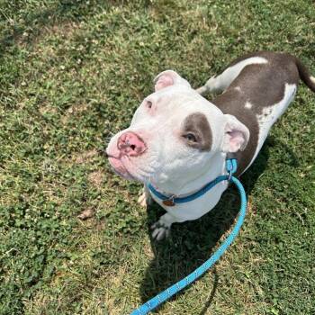 Precious -  Pit Bull Terrier and Mixed Breed Dog for Adoption in Springfield, Missouri - Precious | PetCurious