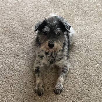 Tiny -  Terrier Dog for Adoption in Lynchburg, Virginia - Tiny | PetCurious