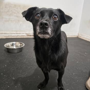 Posey -  Mixed Breed and Chihuahua Dog for Adoption in New York, New York - Posey | PetCurious
