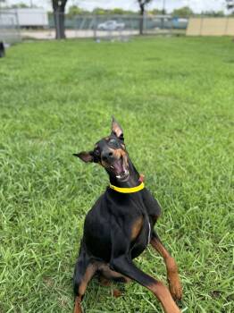 Calypso -  Doberman Pinscher Dog for Adoption in Houston, Texas - Calypso | PetCurious
