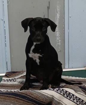 Jetson -  Mixed Breed Dog for Adoption in Palm Coast, Florida - Jetson | PetCurious