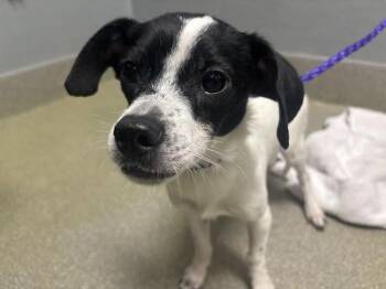Terrier Dogs Available for Adoption - NATHANIEL B | PetCurious
