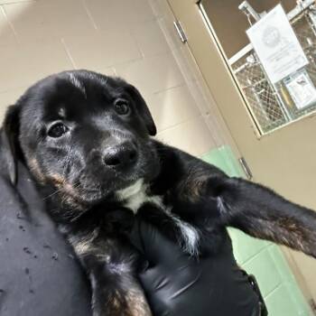Maize -  Mixed Breed Dog for Adoption in Gadsden, Alabama - Maize | PetCurious