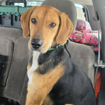 Coonhound Dogs Available for Adoption - Jackson | PetCurious