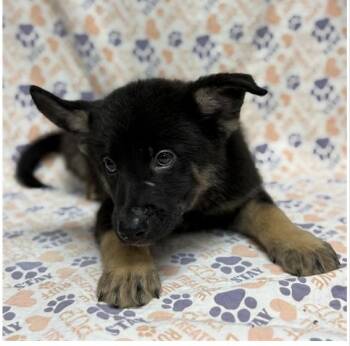 Yoshi -  German Shepherd Dog Dog for Adoption in Mount Carroll, Illinois - Yoshi | PetCurious