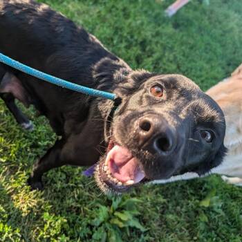 Lori -  Mixed Breed Dog for Adoption in Melbourne, Kentucky - Lori | PetCurious