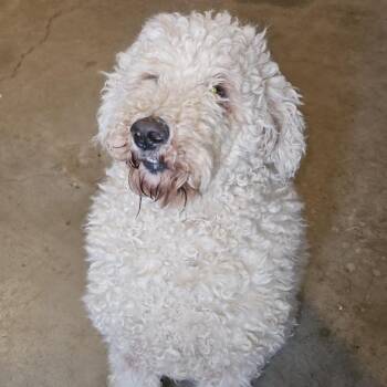 Poodle and Golden Retriever Dogs Available for Adoption in Roanoke, Virginia - Serabi | PetCurious