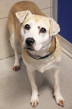 Rescue Labrador Retriever Dogs for Adoption in Palatine, Illinois - Joy | PetCurious