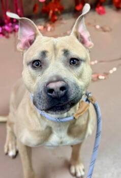 Pit Bull Terrier Dogs Available for Adoption - Jesse | PetCurious